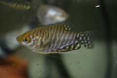 Three-Spot Gourami photo 2