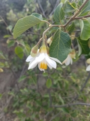 Styrax redivivus