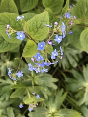 Brunnera