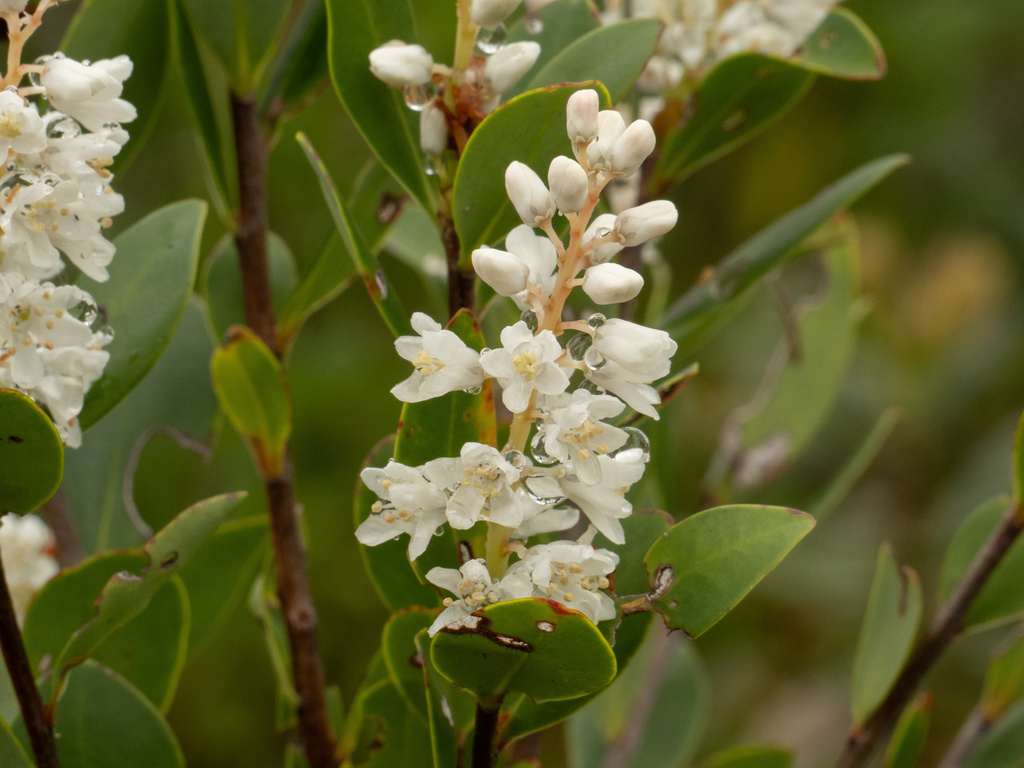 Cliftonia monophylla; photograph (c) Turner Brockman, some rights reserved (CC BY-SA)
