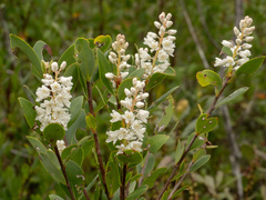 (c) Turner Brockman, some rights reserved (CC BY-SA) Cliftonia monophylla, photograph (c) Turner Brockman, some rights reserved (CC BY-SA)