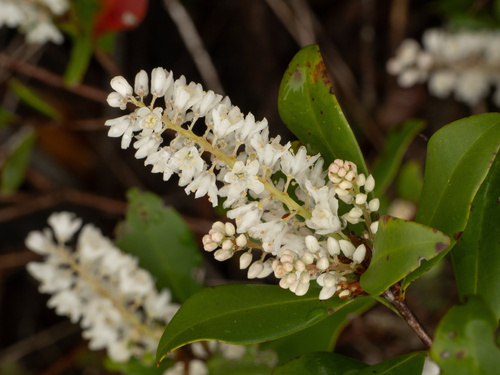 Cliftonia monophylla, photograph 5