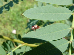 Cryptocephalus cribripennis
