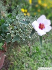 Pavonia cymbalaria