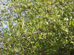 Forestiera phillyreoides