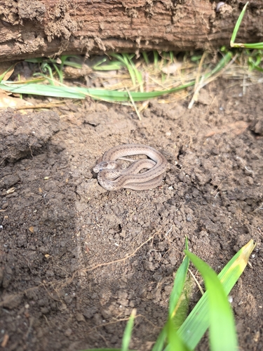 DeKay's Brownsnake