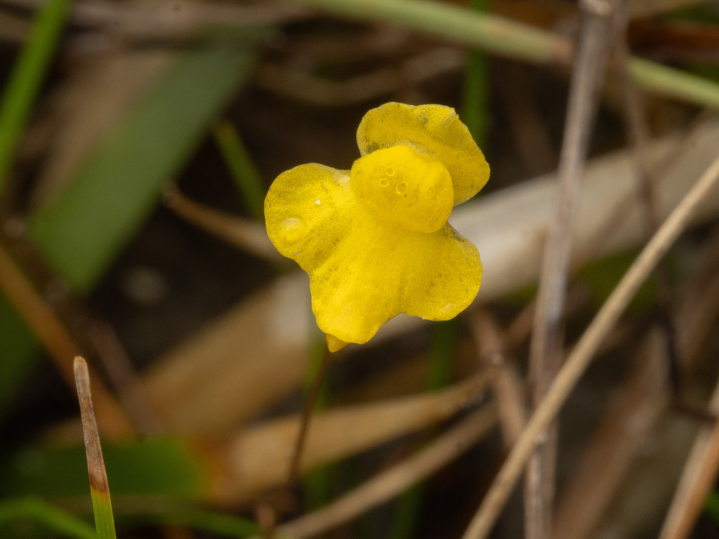 Utricularia subulata; photograph (c) Turner Brockman, some rights reserved (CC BY-SA)