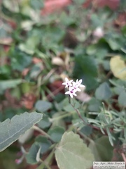 Stevia satureiifolia