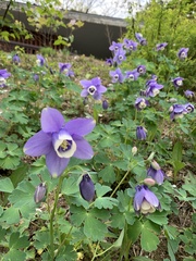 Aquilegia flabellata