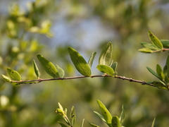 Forestiera phillyreoides