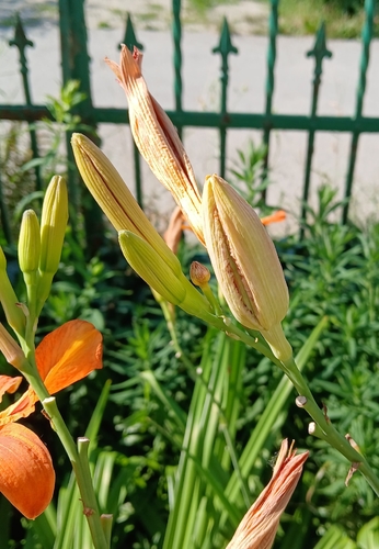 Hemerocallis Gall Midge