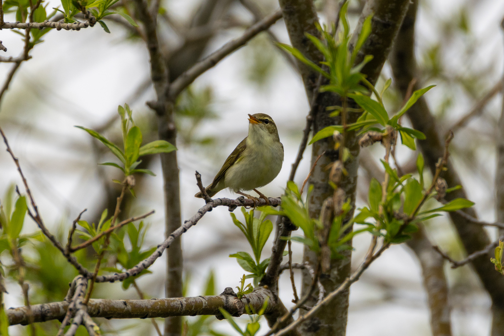 Kamchatka Leaf Warbler (Phylloscopus examinandus), photo 10