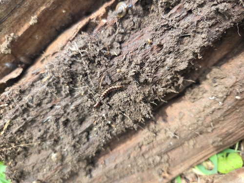 Greenhouse Millipede