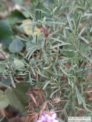 Stevia satureiifolia