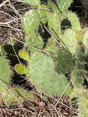 iNaturalist observation photo of Coastal Pricklypear