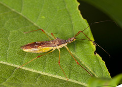 Zelus exsanguis