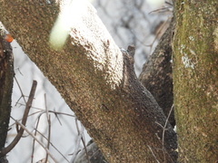 Forestiera phillyreoides