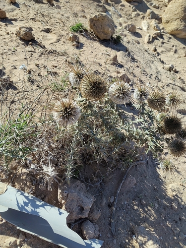 Echinops spinosissimus, photograph 4