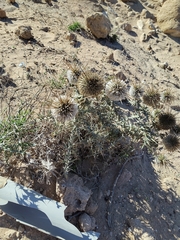 (c) Elias Freyhof, some rights reserved (CC BY) Echinops spinosissimus, photograph (c) Elias Freyhof, some rights reserved (CC BY)