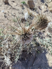 (c) Elias Freyhof, some rights reserved (CC BY) Echinops spinosissimus, photograph (c) Elias Freyhof, some rights reserved (CC BY)