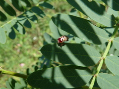 Cryptocephalus cribripennis