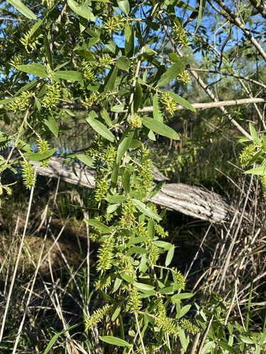 iNaturalist observation photo of Arroyo Willow