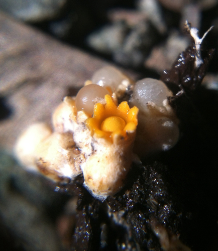 cannonball fungus
