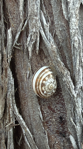 Chocolate-band Snail