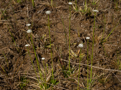 Eriocaulon compressum
