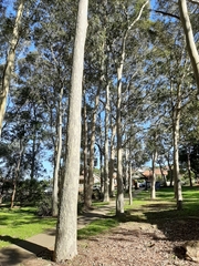 Eucalyptus saligna