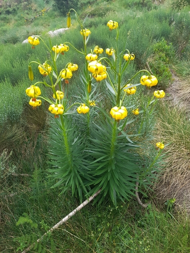 Lilium pyrenaicum, photograph 3