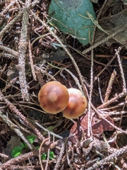 Psilocybe makarorae