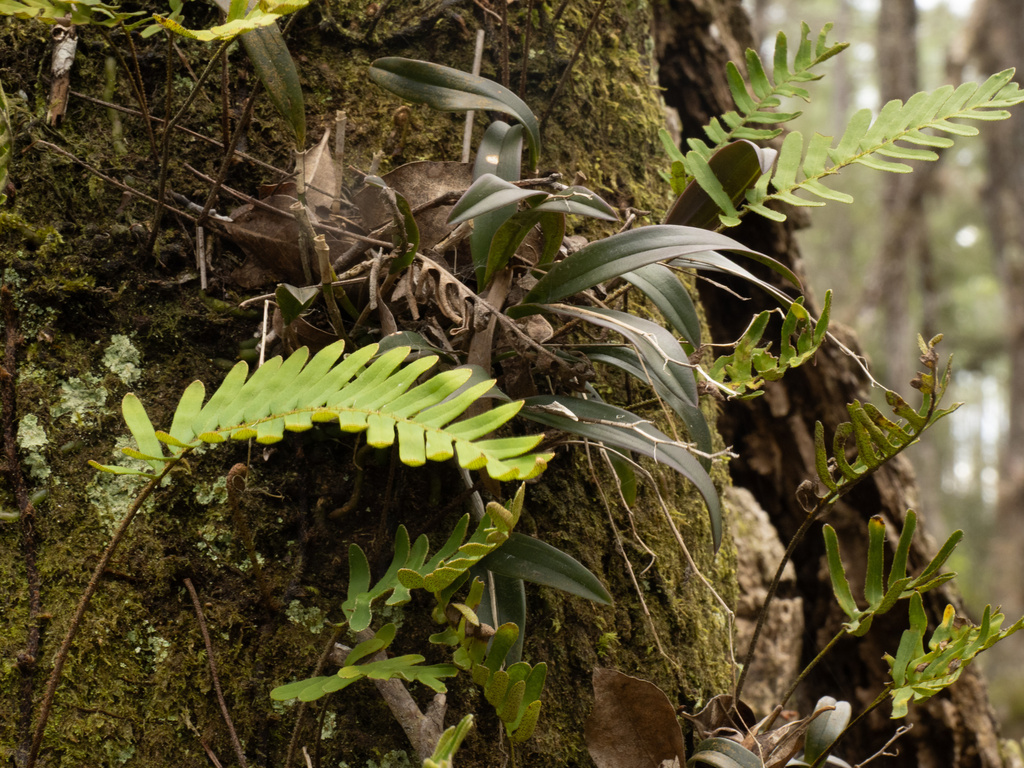 Epidendrum magnoliae Muhl.