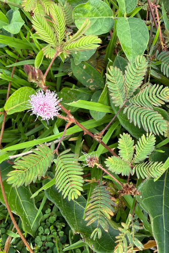 Sensitive Plant