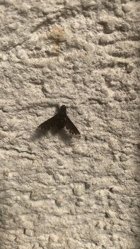 Anthracite Bee-Fly