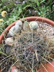 Hamatocactus