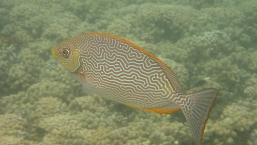 Siganus vermiculatus observed 2026-05-07
