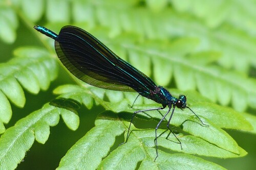 Ebony Jewelwing