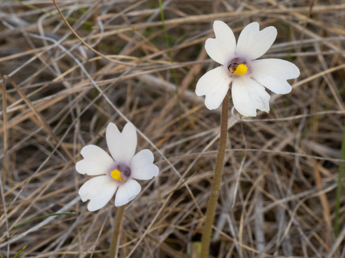 Pinguicula ionantha