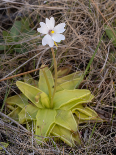 Pinguicula ionantha