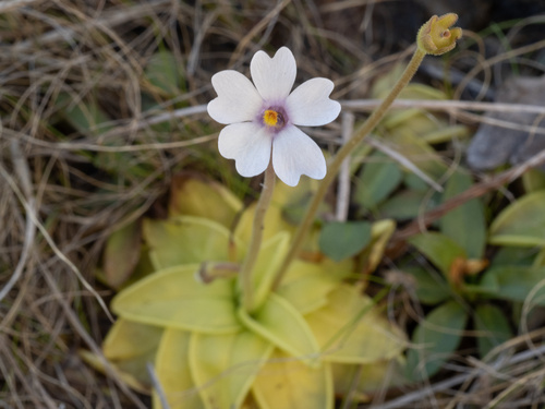 Pinguicula ionantha