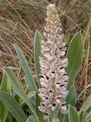 Lupinus villosus, photograph 1