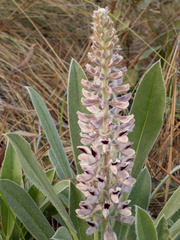 Lupinus villosus