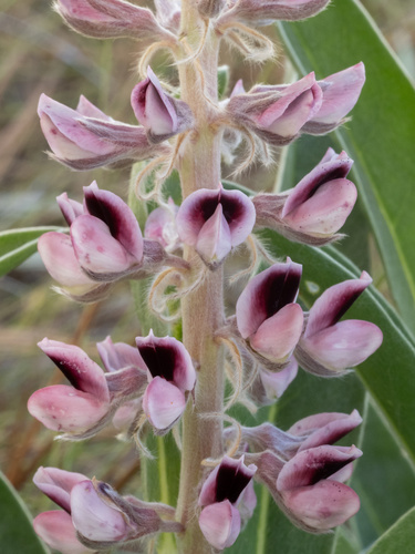 Lupinus villosus, photograph 2