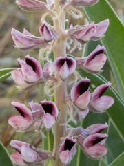 Lupinus villosus, photograph (c) Turner Brockman, some rights reserved (CC BY-SA)