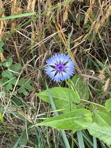 Cornflower