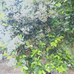 Ehretia tinifolia