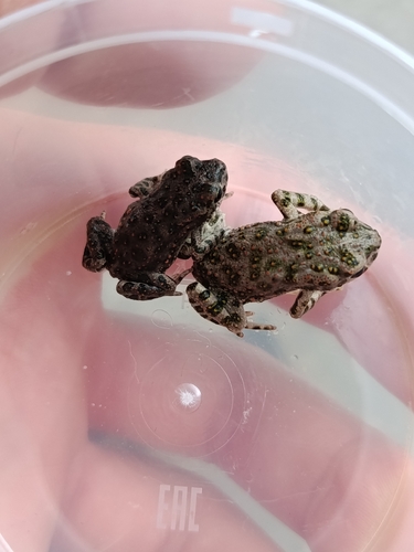 Green Toad