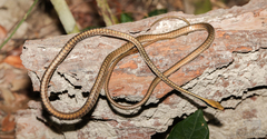 Nganson Bronzeback photo 4