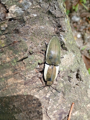 Chalcolepidius limbatus